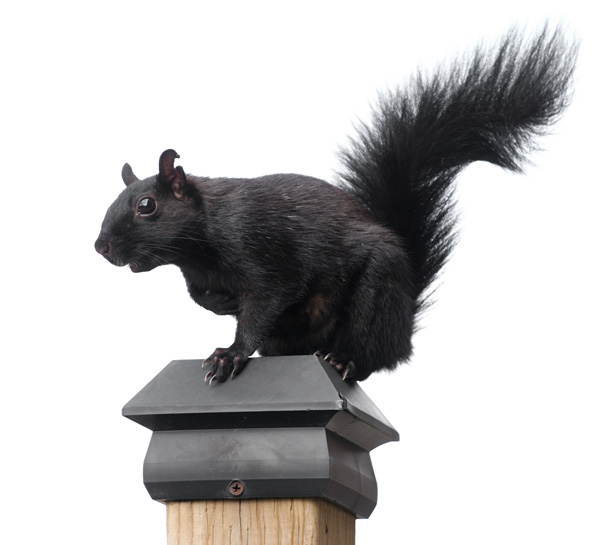 IMG_1099.CR2: 30D, EF 70–200mm 1:4L IS @ 200mm, 1/100, f/4, 100 ISO