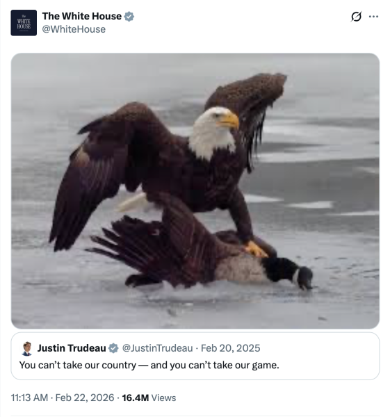 A bald eagle brings down a Canada goose.