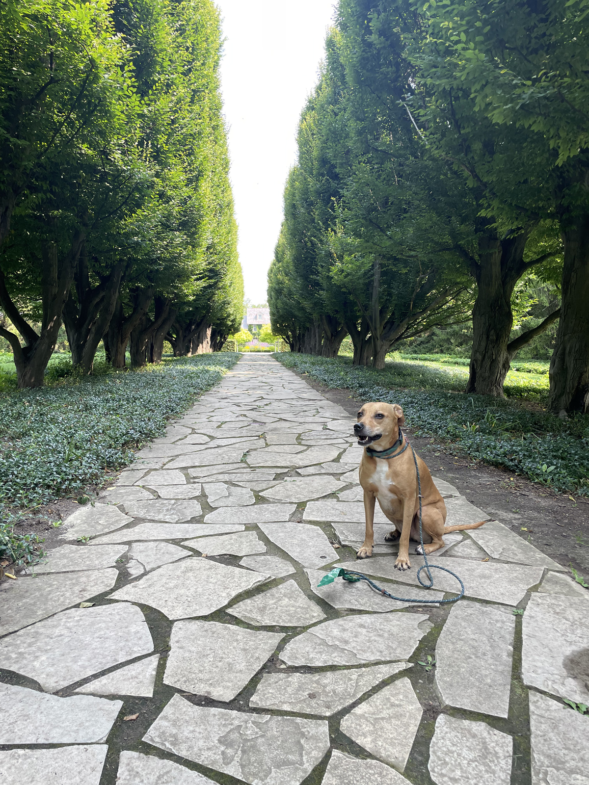 The Millie Dog poses among the trees at the School of Horticulture in Niagara Falls.